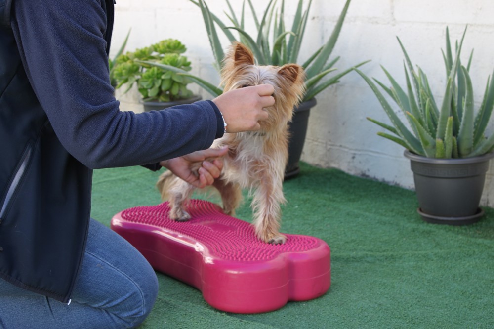fisioterapia canina Málaga
